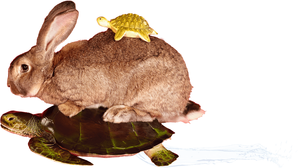 Schildpad, konijn en babyschildpad op elkaar
