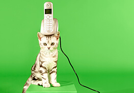 Kat met telefoon op zijn hoofd