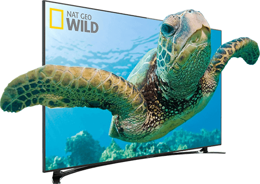 HD televisie met een schildpad